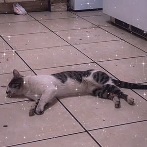 Meet your Posher, Minerva